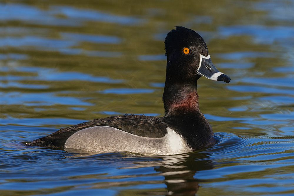 Ring-necked duck drake-Southern California wetland-USA art print by Ken Archer for $57.95 CAD