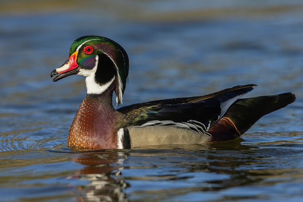 Wood duck drake calling-Southern California-USA art print by Ken Archer for $57.95 CAD