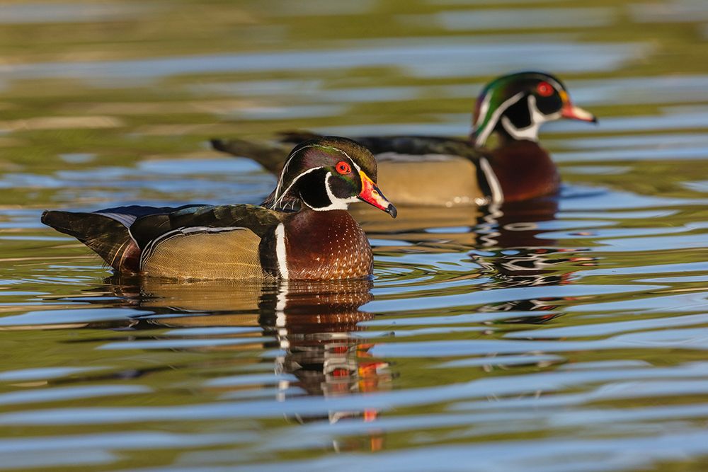 USA-Southern California-Poway-wood duck drakes art print by Ken Archer for $57.95 CAD