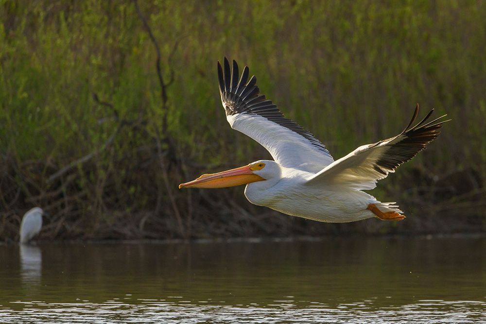 American white pelican flyby-Southern California-USA art print by Ken Archer for $57.95 CAD