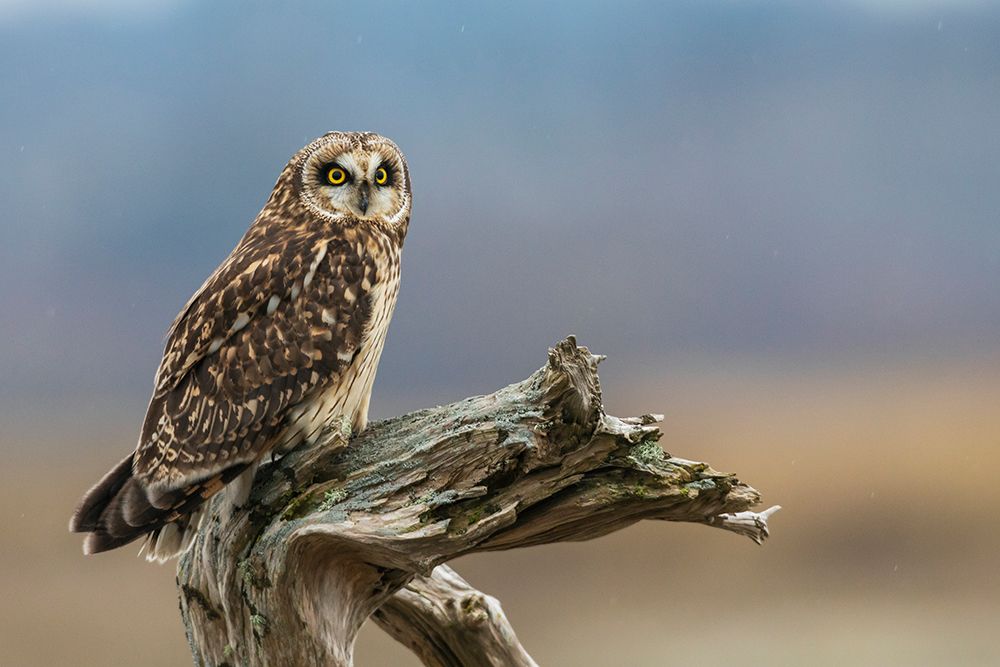 USA-Washington State Skagit Valley Short-eared owl art print by Ken Archer for $57.95 CAD