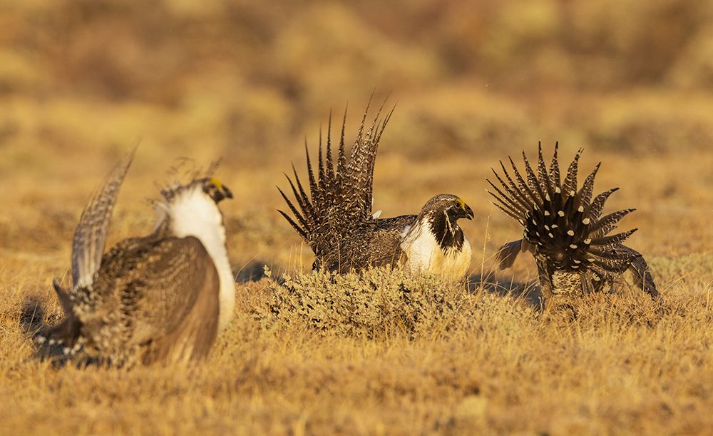 Greater sage grouse altercation art print by Ken Archer for $57.95 CAD