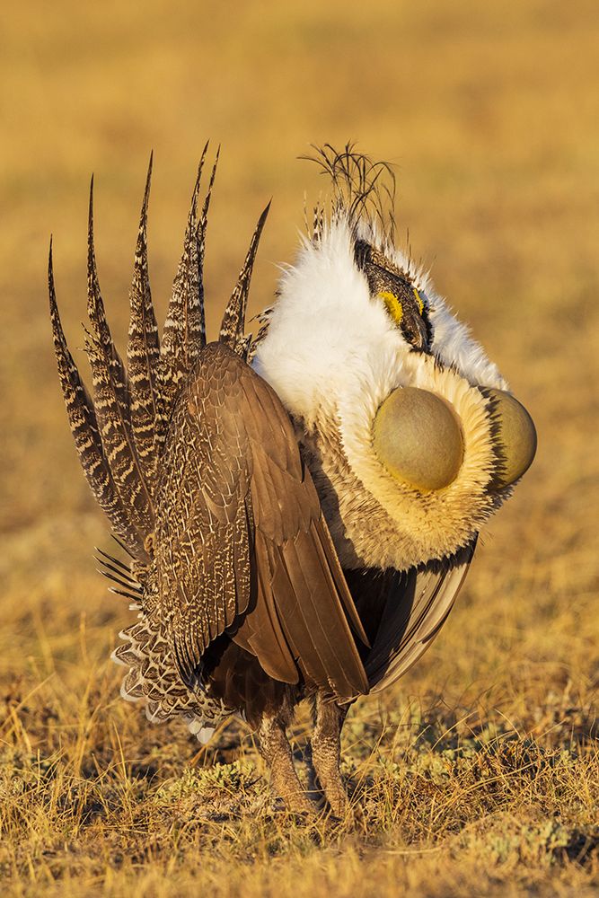 Greater sage grouse courtship display art print by Ken Archer for $57.95 CAD