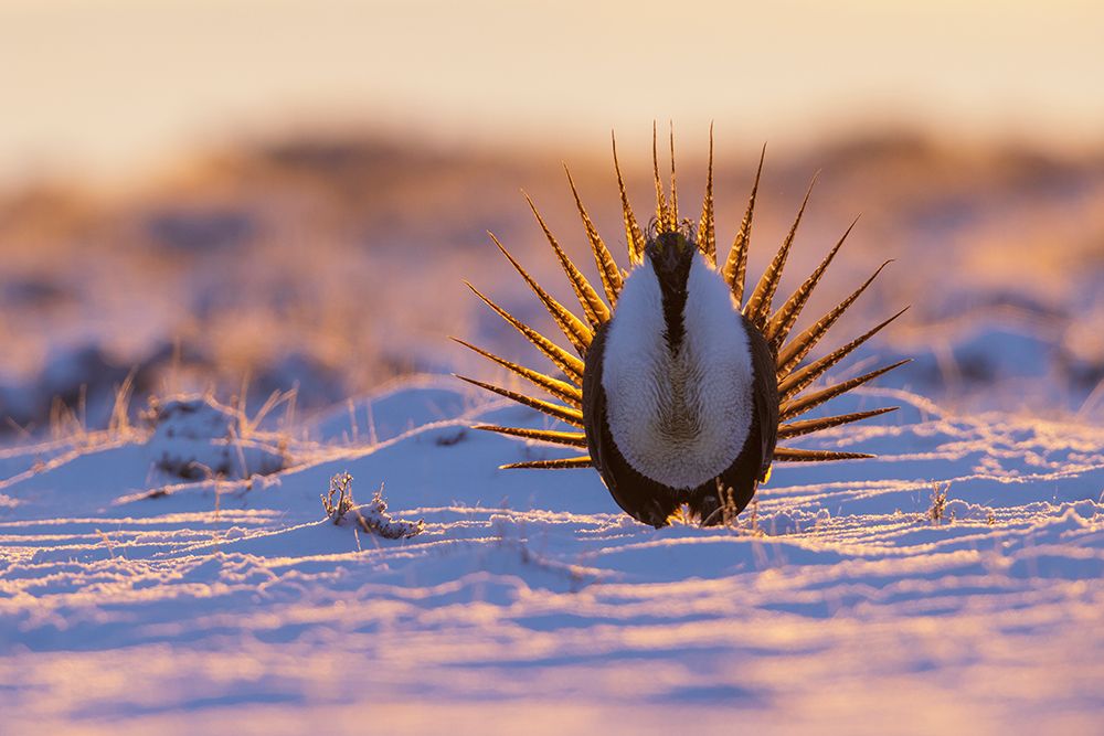 Greater sage grouse-sunrise courtship dance-Colorado-USA art print by Ken Archer for $57.95 CAD