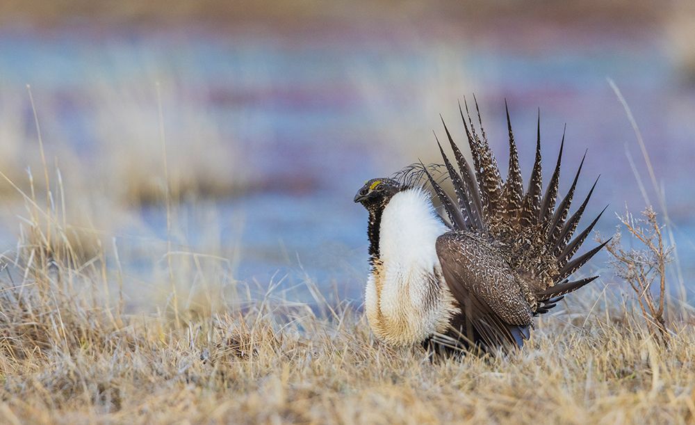 Greater sage grouse art print by Ken Archer for $57.95 CAD