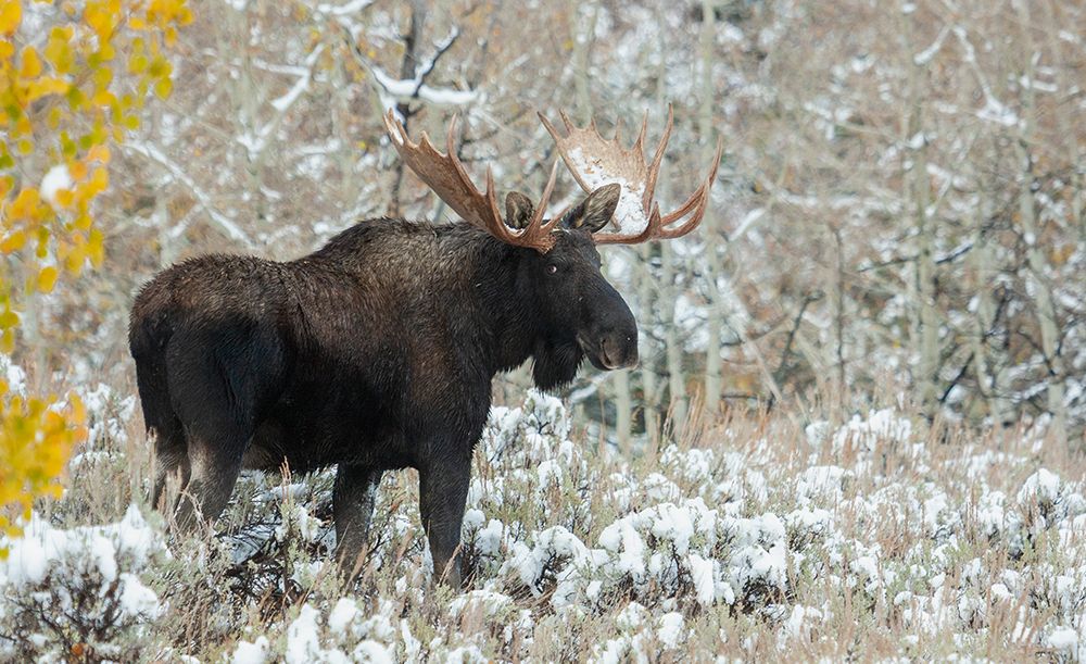 Shiras bull moose-autumn snow art print by Ken Archer for $57.95 CAD