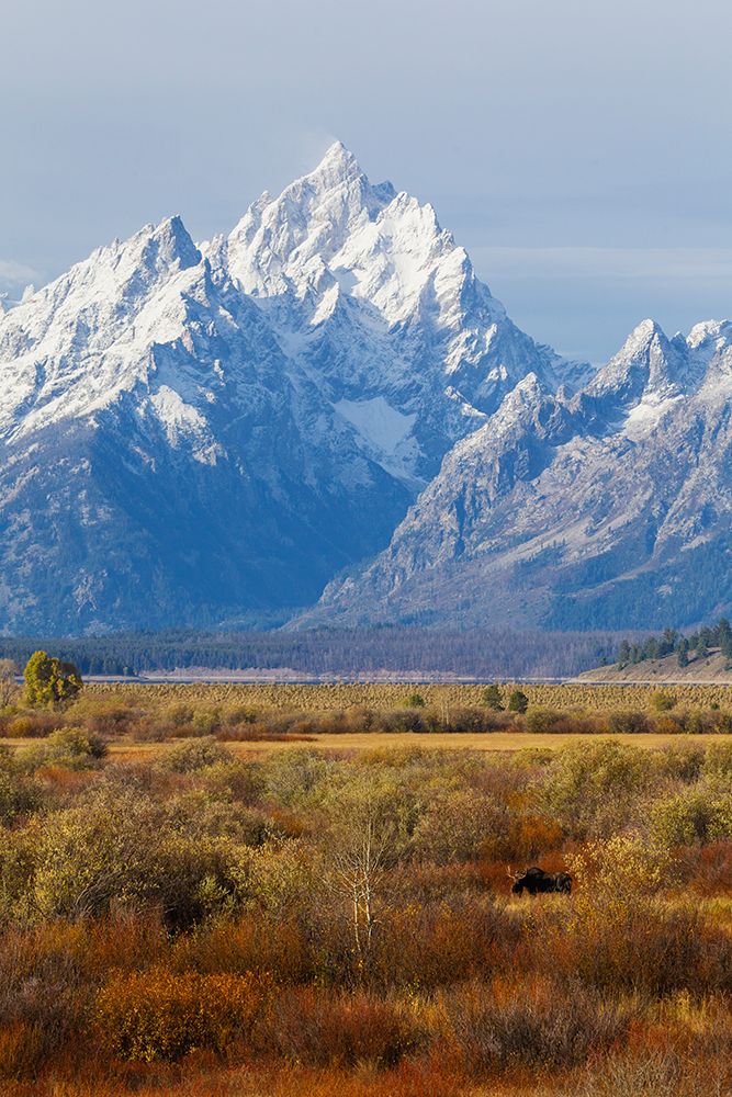 Grand Tetons and moose art print by Ken Archer for $57.95 CAD