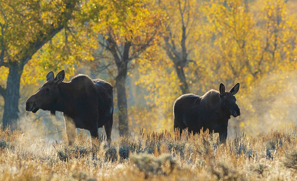 Shiras moose cow with her calf in autumn light-USA Wyoming art print by Ken Archer for $57.95 CAD
