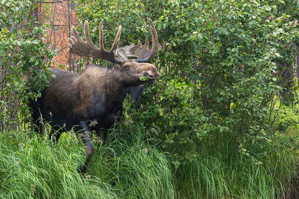 Bull moose-velvet antlers art print by Ken Archer for $57.95 CAD