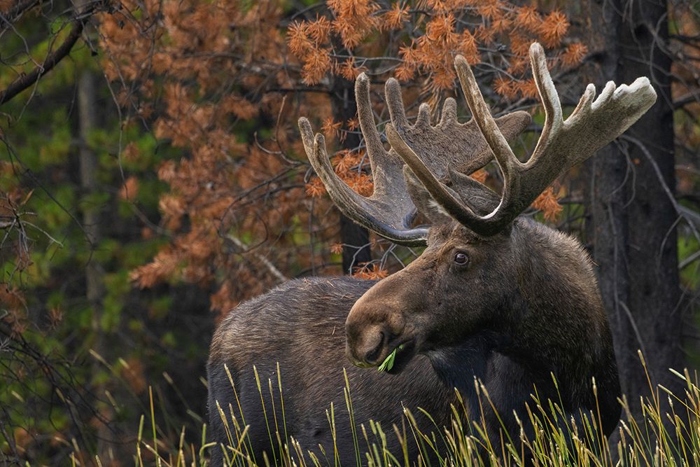 Shiras bull moose-foraging art print by Ken Archer for $57.95 CAD