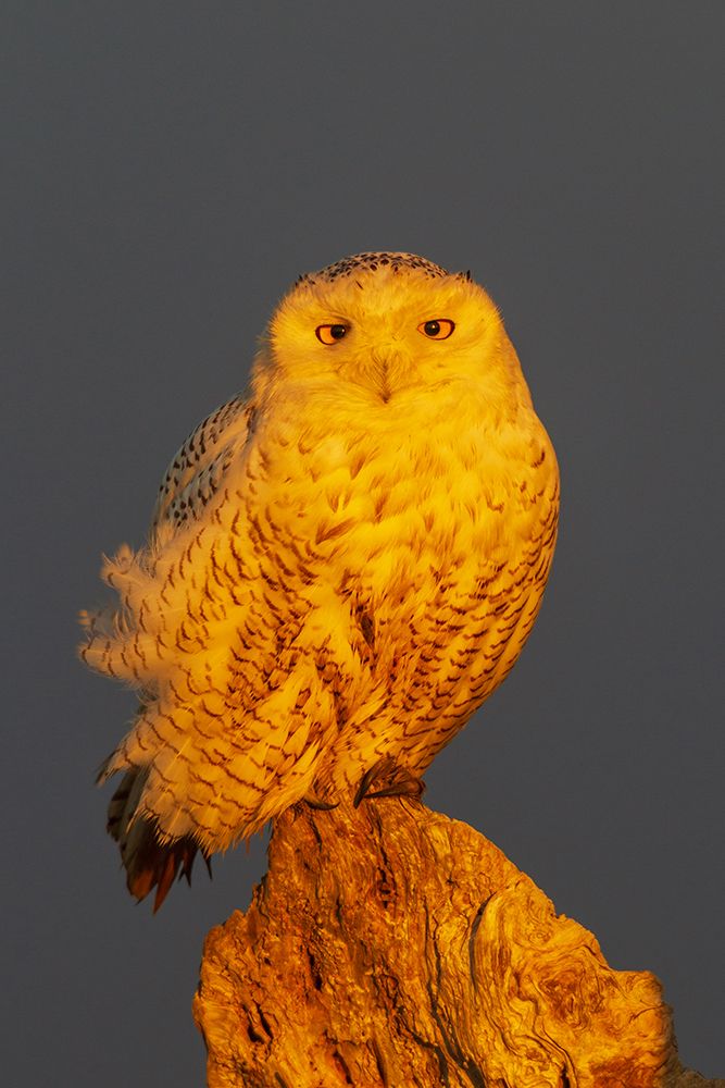 USA-Washington State Damon Point-snowy owl-winter sunlight art print by Ken Archer for $57.95 CAD