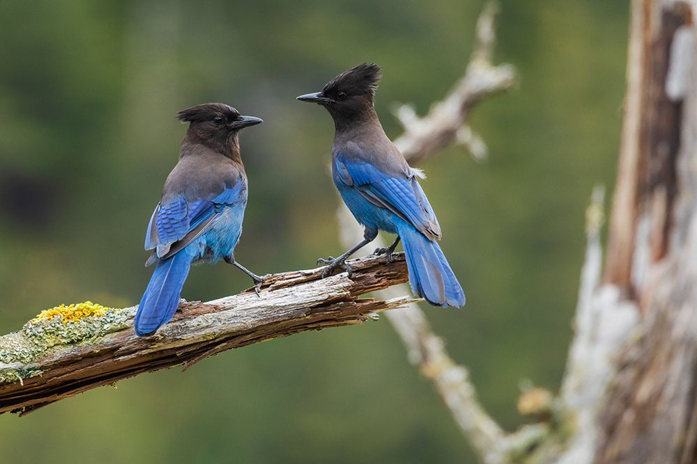 Stellers jay pair art print by Ken Archer for $57.95 CAD