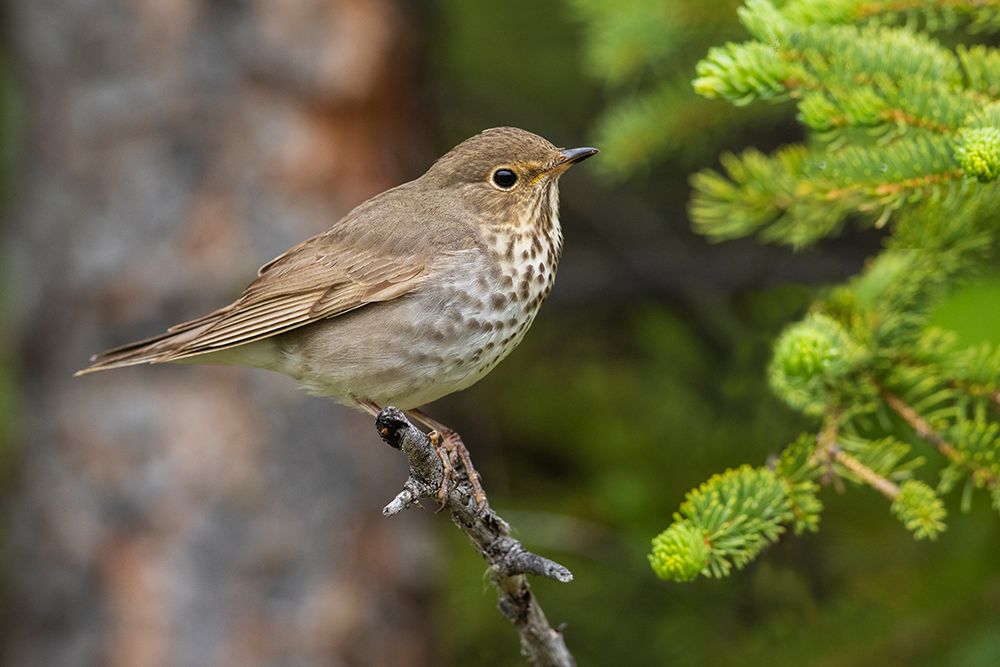 Swainsons thrush art print by Ken Archer for $57.95 CAD