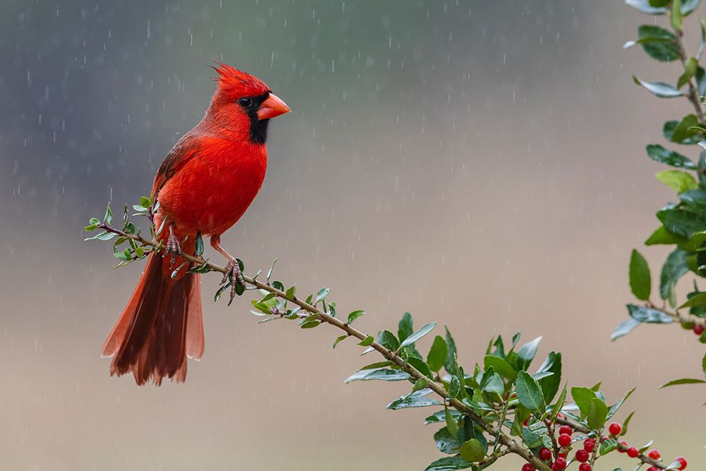 USA-South Texas Northern cardinal getting a shower art print by Ken Archer for $57.95 CAD