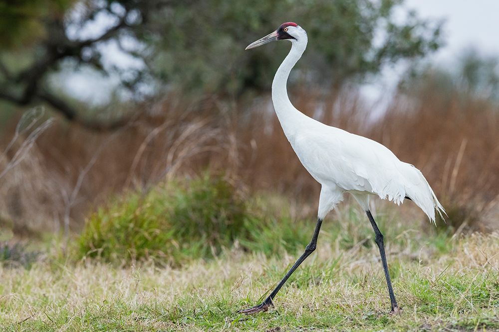 USA-South Texas Aranas National Wildlife Refuge-whooping crane strolling art print by Ken Archer for $57.95 CAD