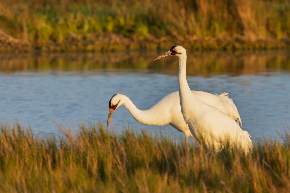 USA-South Texas Aranas National Wildlife Refuge-whooping crane pair foraging art print by Ken Archer for $57.95 CAD