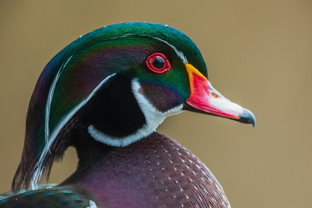 Canada-British Columbia-Boundary Bay-wood duck close-up art print by Ken Archer for $57.95 CAD