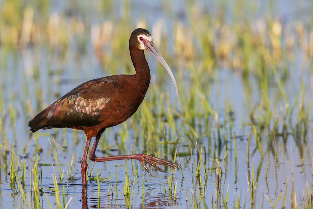 White-faced ibis foraging in Southeast Oregon wetland-USA art print by Ken Archer for $57.95 CAD