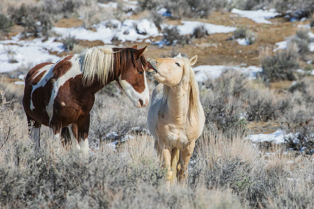 Wild mustangs-horse language-Sand Wash Basin-Colorado-USA art print by Ken Archer for $57.95 CAD