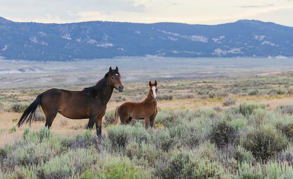 Wild mustangs-mare and colt USA-Colorado art print by Ken Archer for $57.95 CAD