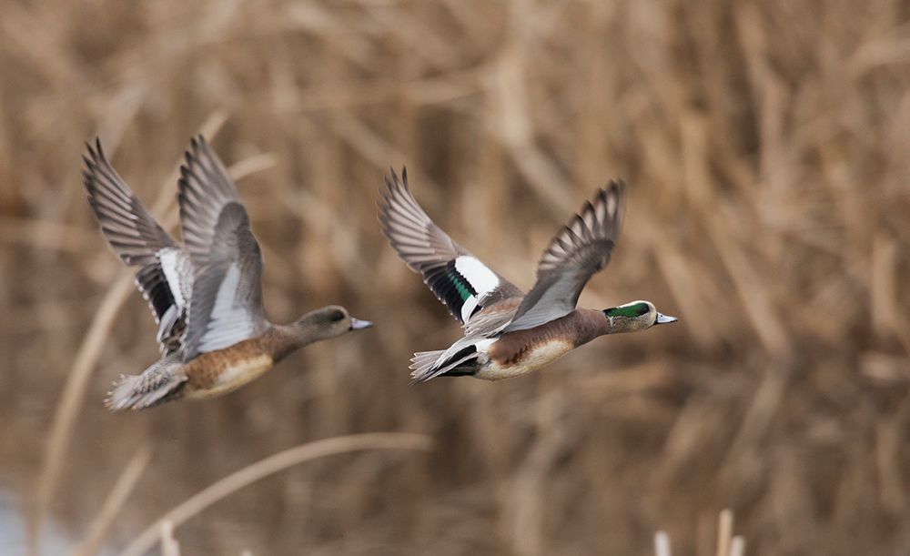 USA-Washington State Nisqually National Wildlife Refuge-American wigeon pair flying art print by Ken Archer for $57.95 CAD
