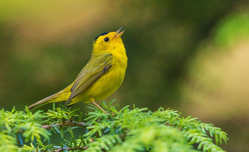 Wilsons warbler singing-USA-Washington State Olympic Peninsula art print by Ken Archer for $57.95 CAD