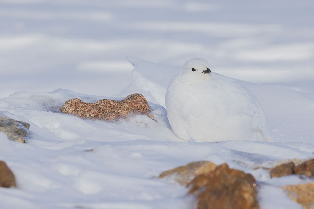 White-tailed ptarmigan-winter plumage art print by Ken Archer for $57.95 CAD
