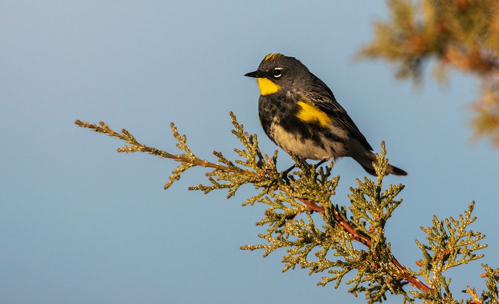 Yellow-rumped warbler art print by Ken Archer for $57.95 CAD