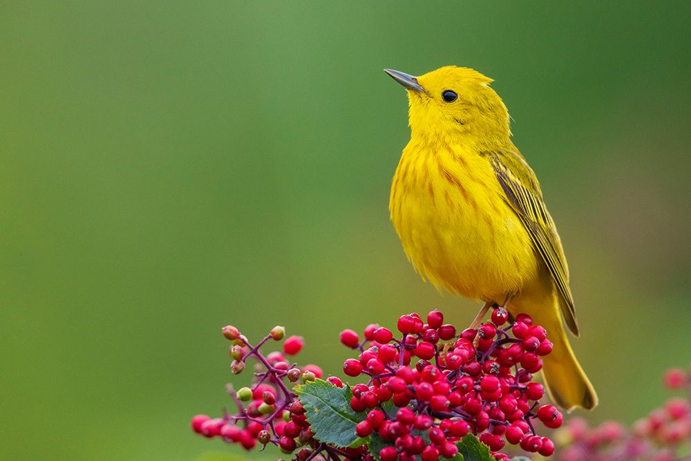 Yellow warbler-Hawthorn berries in Skagit Valley-Washington State-USA art print by Ken Archer for $57.95 CAD
