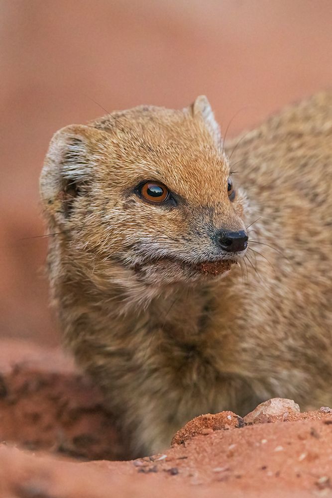 Yellow mongoose pauses a moment while digging for a meal in the Kalahari Desert art print by Ken Archer for $57.95 CAD