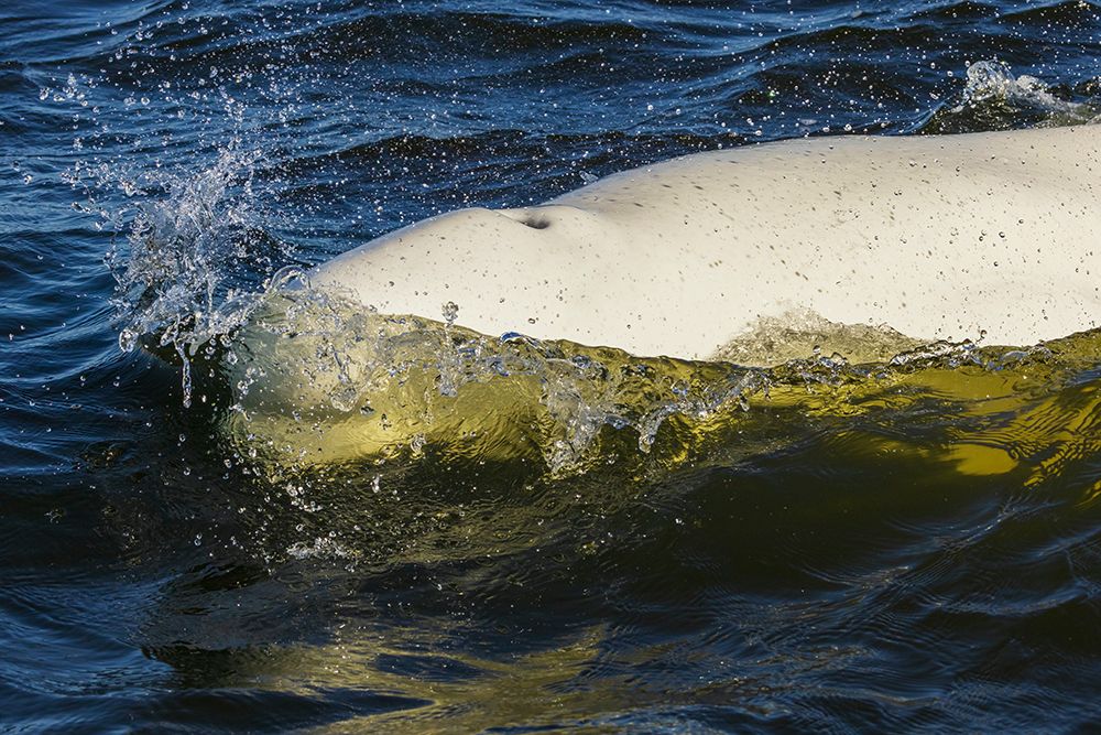 Beluga whale surfacing in Hudson Bay, Manitoba, Canada. art print by Ken Archer for $57.95 CAD