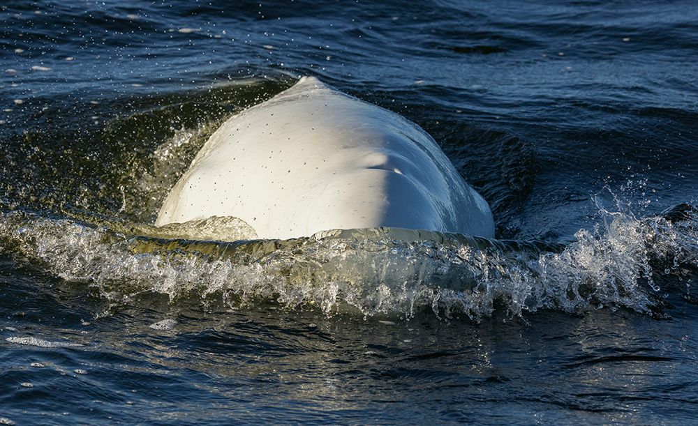 Beluga whale surfacing in Hudson Bay, Manitoba, Canada. art print by Ken Archer for $57.95 CAD