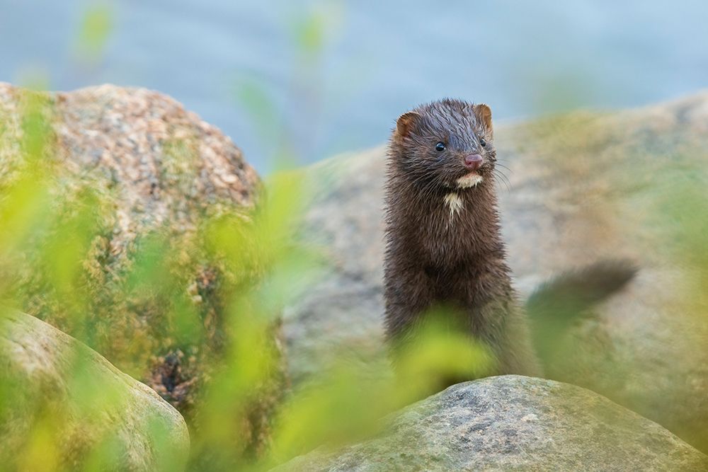American mink patrols the banks of the Churchill River in Northern Manitoba, Canada. art print by Ken Archer for $57.95 CAD