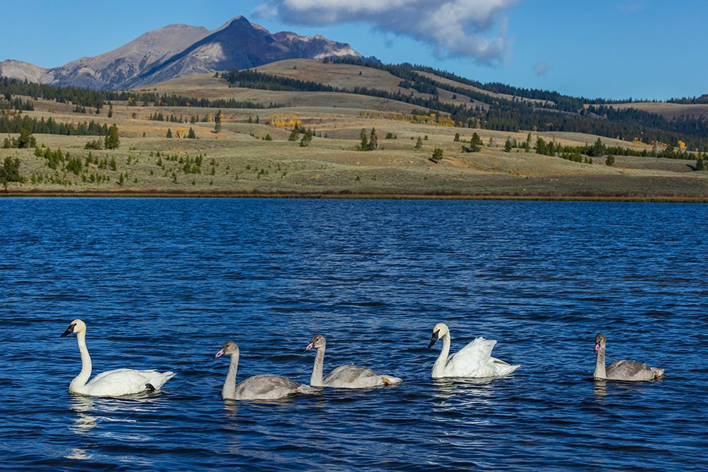 Trumpeter swan family exploring the shoreline of a pond art print by Ken Archer for $57.95 CAD