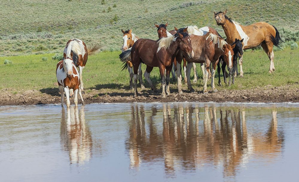 Thirsty band of wild mustangs art print by Ken Archer for $57.95 CAD