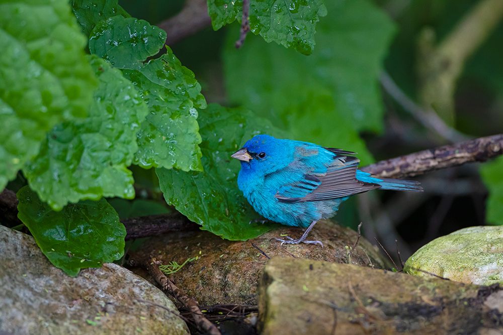 Indigo Bunting-Passerina cyanea-foraging male art print by Larry Ditto for $57.95 CAD