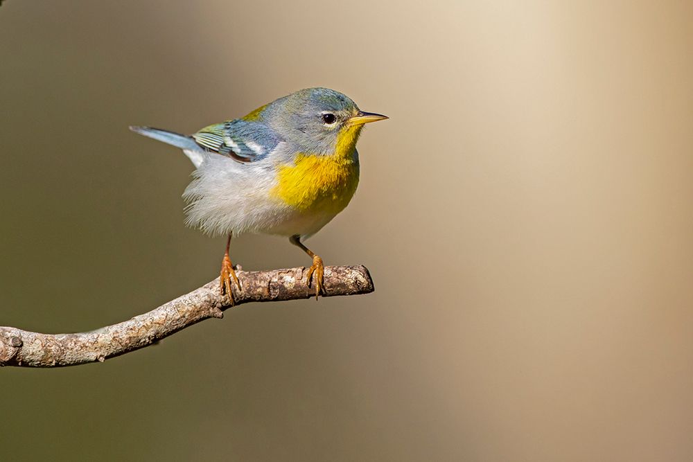 Northern Parula-Parula americana-perched art print by Larry Ditto for $57.95 CAD