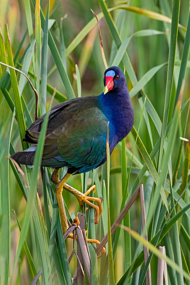 Purple Gallinule-Porphyrio martinica-perched in cattails art print by Larry Ditto for $57.95 CAD