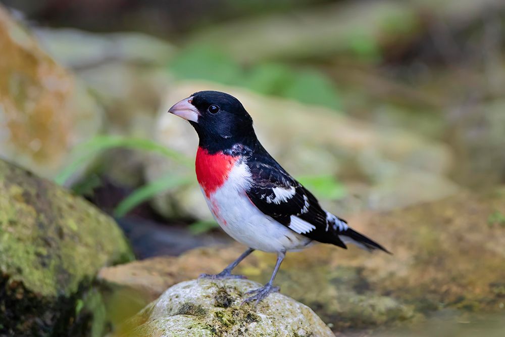 Rose-breasted Grosbeak-Pheucticus ludovicianus-perched art print by Larry Ditto for $57.95 CAD