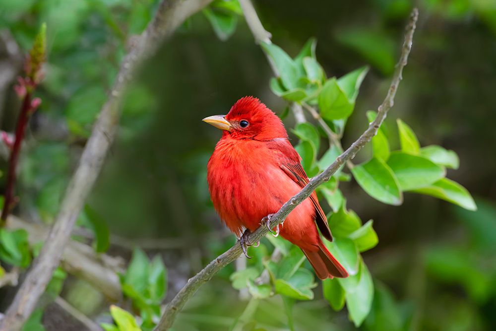 Summer Tanager-Piranga rubra-perched art print by Larry Ditto for $57.95 CAD