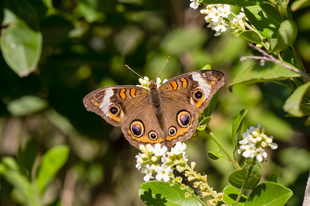 Common buckeye butterfly nectaring art print by Larry Ditto for $57.95 CAD