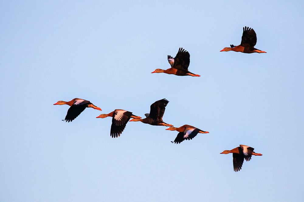 Black-bellied whistling duck in flight art print by Larry Ditto for $57.95 CAD