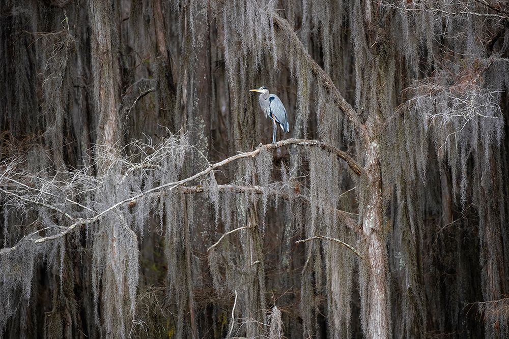 Great blue heron in bald cypress forest art print by Larry Ditto for $57.95 CAD