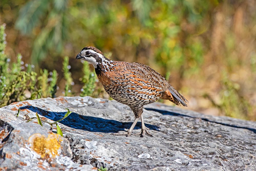 Northern bobwhite male on rock art print by Larry Ditto for $57.95 CAD