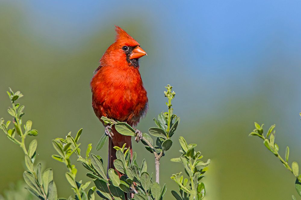 Northern cardinal- male perched in Texas Persimmon bush- southwest Texas. art print by Larry Ditto for $57.95 CAD