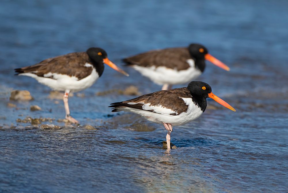 American oystercatcher on oyster reef art print by Larry Ditto for $57.95 CAD