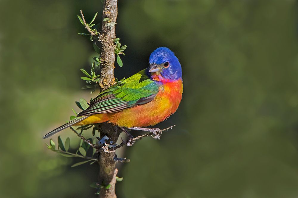Painted bunting foraging in brush country near the Rio Grande- Texas. art print by Larry Ditto for $57.95 CAD