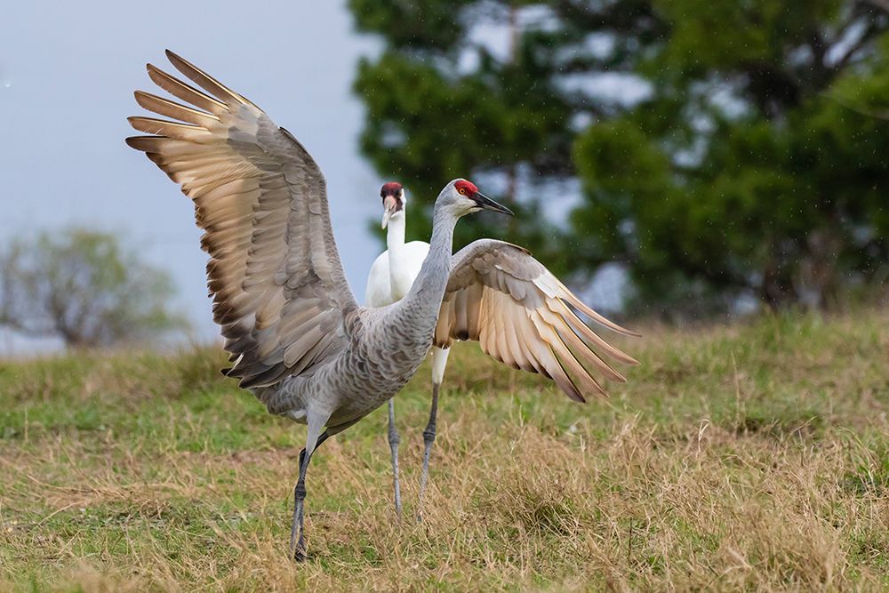 Whooping crane chasing Sandhill crane- Texas coast art print by Larry Ditto for $57.95 CAD