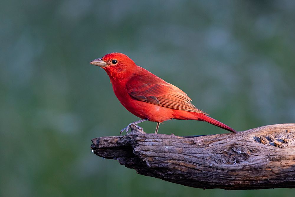 Summer tanager male drawn to dripping water art print by Larry Ditto for $57.95 CAD
