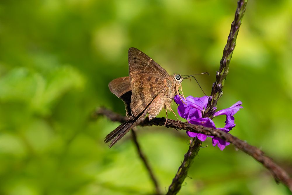 Teleus longtail butterfly nectaring in flower garden art print by Larry Ditto for $57.95 CAD